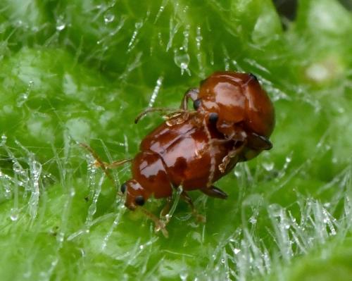 Réf. 217 890 : Sphaeroderma rubidum